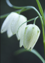 kievietsbloem wit 207419